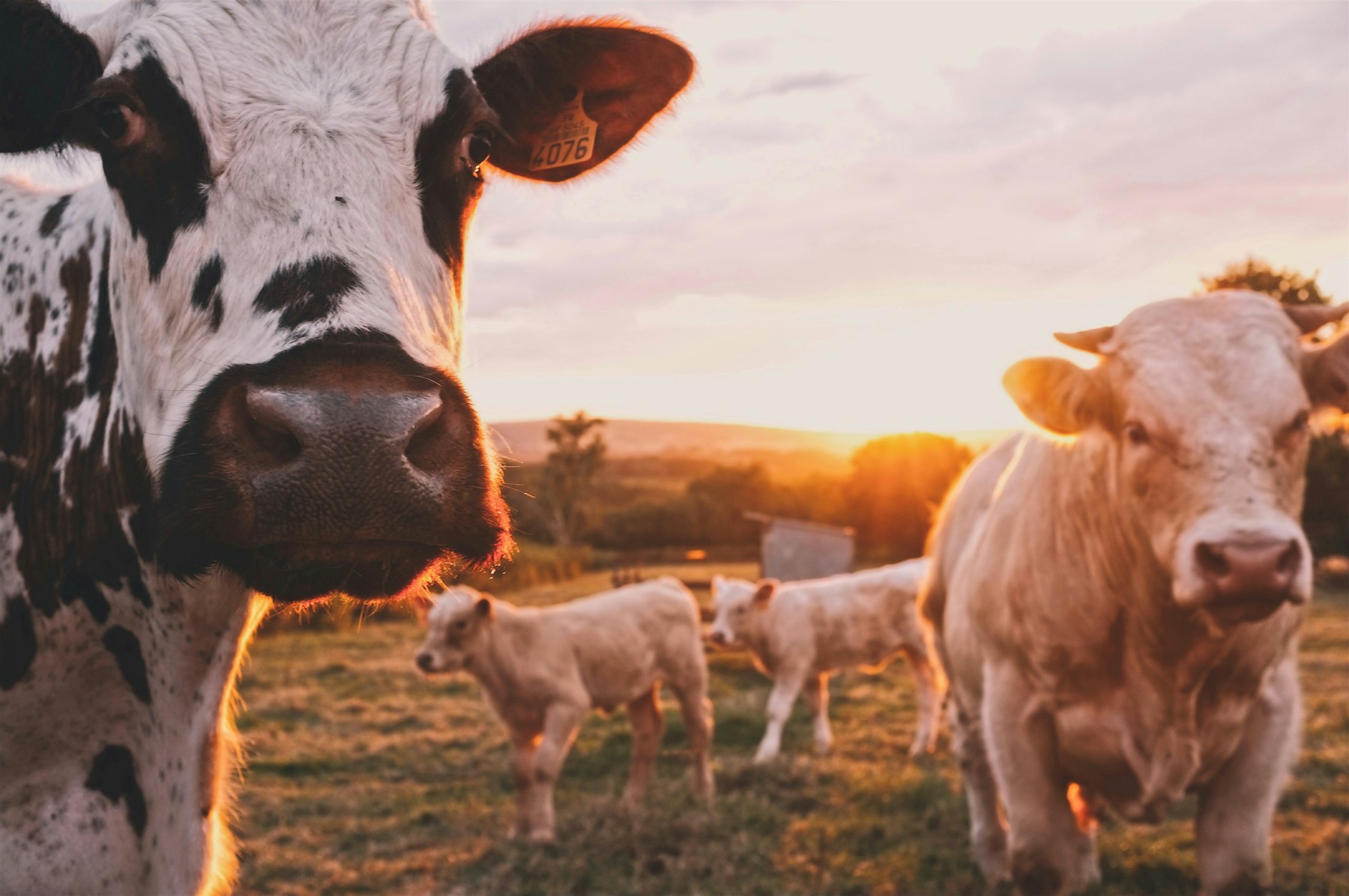 Lembu korban Gred C di ladang