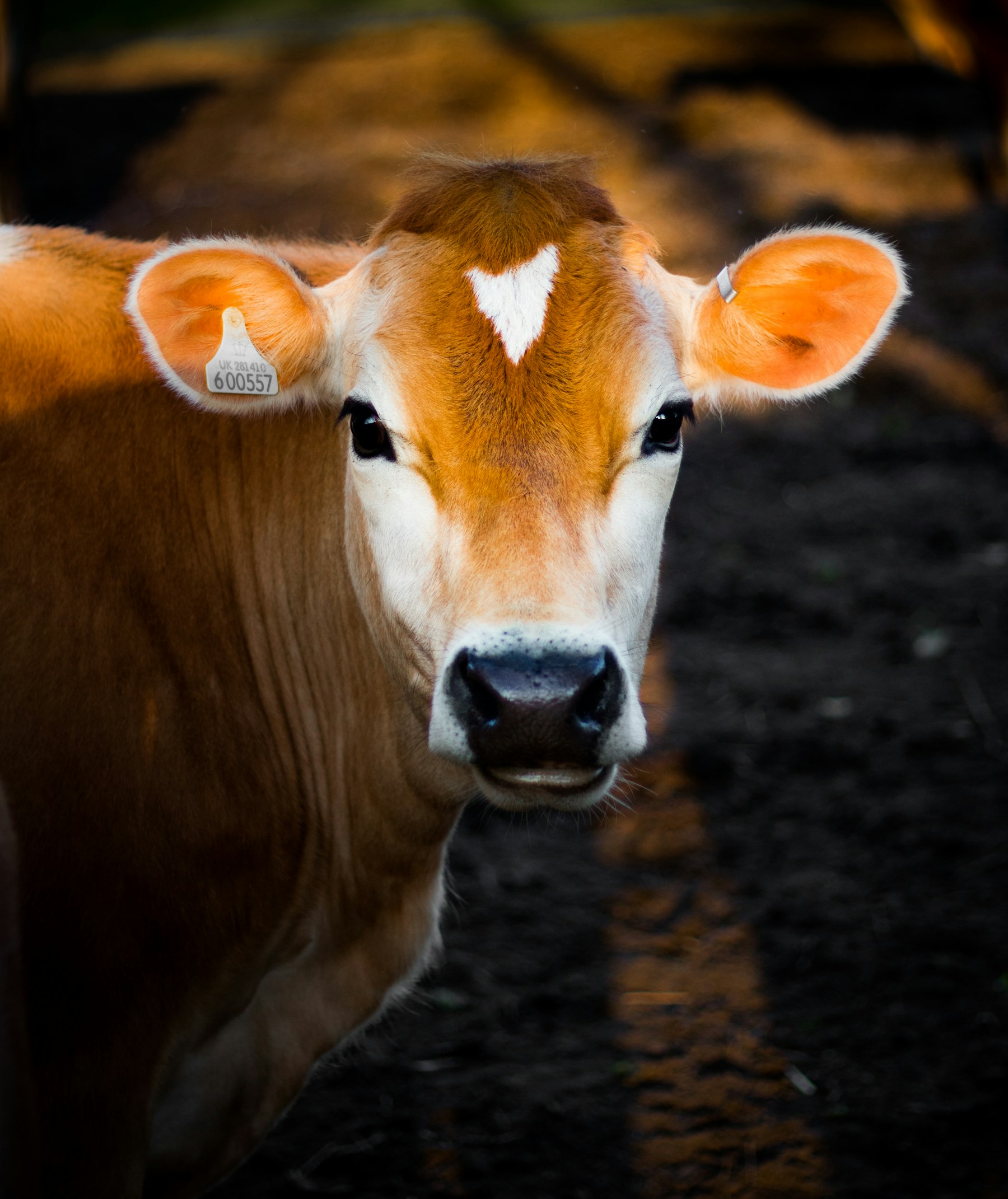 Lembu korban Gred A